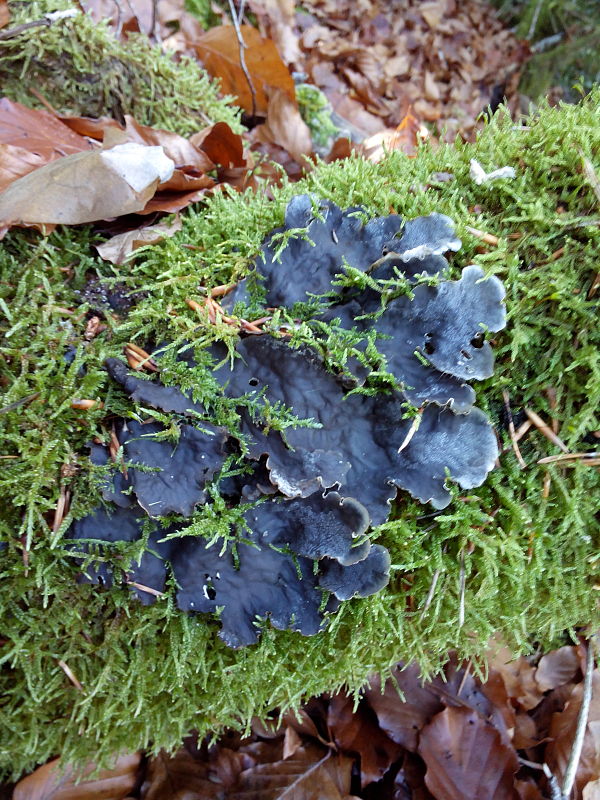 štítnatec Peltigera sp.