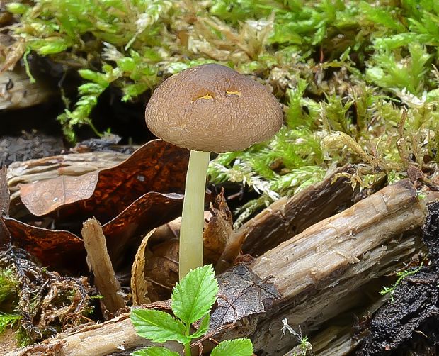 štítovka žltohlúbiková Pluteus romellii (Britzelm.) Sacc.