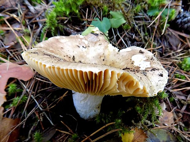 plávka Russula sp.