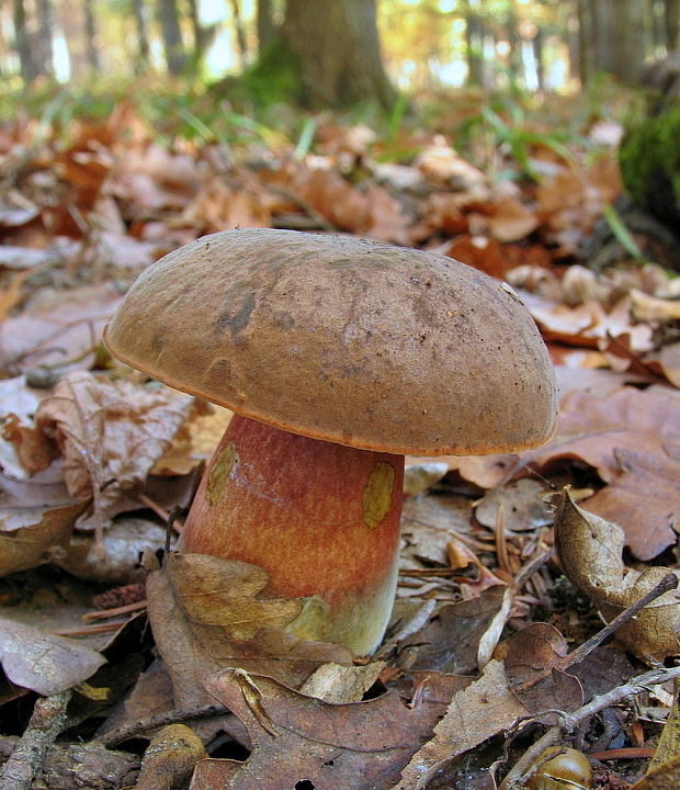 hríb zrnitohlúbikový Sutorius luridiformis (Rostk.) G. Wu & Zhu L. Yang