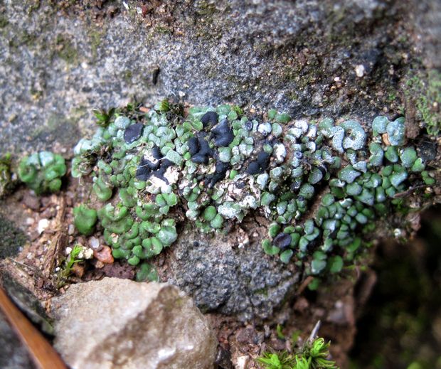 riasanka obyčajná Toninia sedifolia (Scop.) Timdal