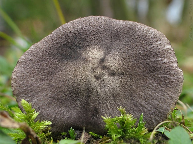 čírovka zemná Tricholoma terreum (Schaeff.) P. Kumm.