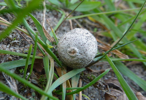 stopkovec vláknitý Tulostoma fimbriatum Fr.