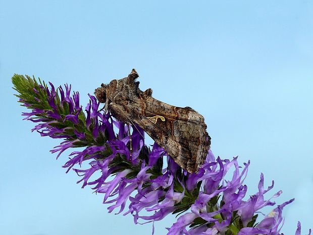 mora gama (sk) / kovolesklec gama (cz) Autographa gamma Linnaeus, 1758