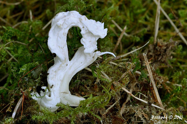 konárovka vráskavá Clavulina rugosa (Bull.) J. Schröt.