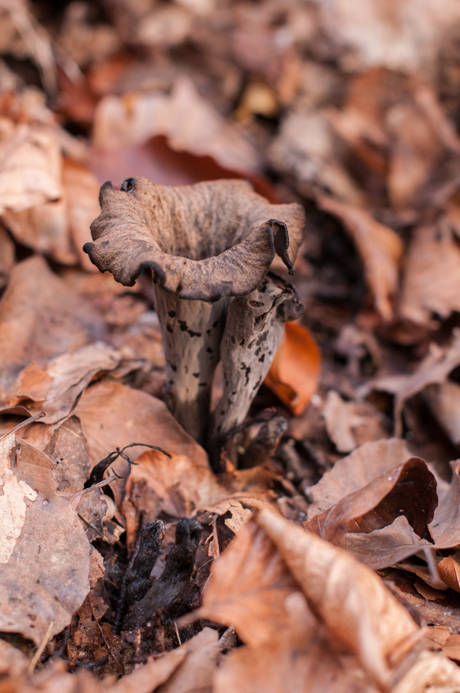 lievik trúbkovitý Craterellus cornucopioides (L.) Pers.