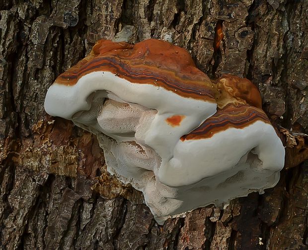 práchnovček pásikavý Fomitopsis pinicola (Sw.) P. Karst.