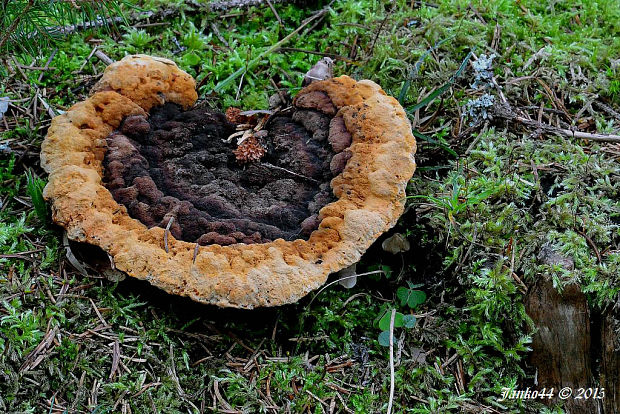 trámovka anízová Gloeophyllum odoratum (Wulfen) Imazeki