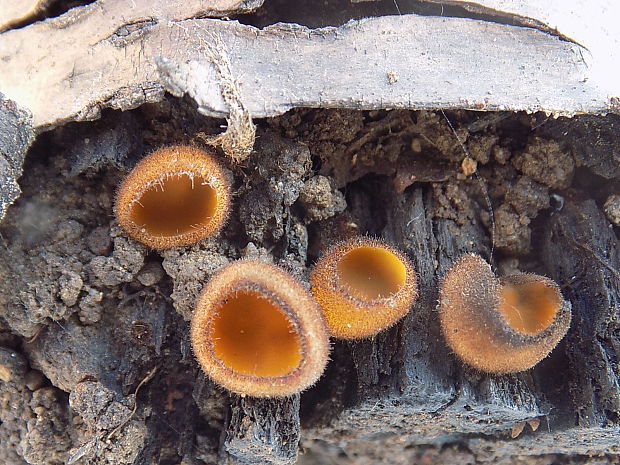 humária Humaria aurantia (Clem.) Häffner, Benkert & Krisai