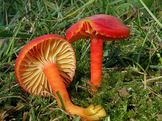 lúčnica šarlátová Hygrocybe coccinea (Schaeff.) P. Kumm.