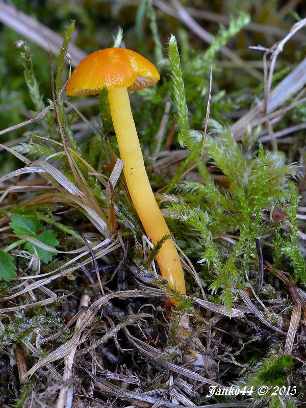 lúčnica blednúca Hygrocybe insipida (J.E. Lange ex S. Lundell) M.M. Moser