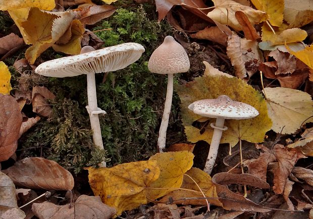 bedľa štíhla Macrolepiota mastoidea (Fr.) Singer