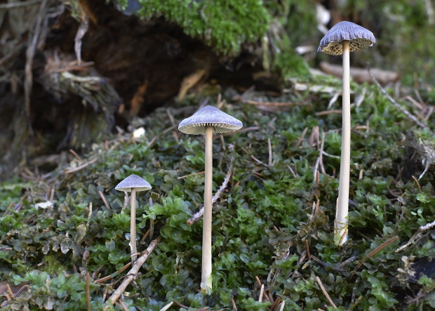 prilbička Mycena sp.