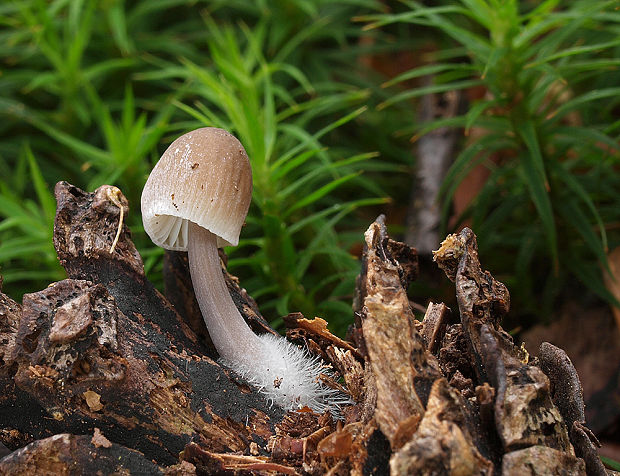 prilbička šišková Mycena strobilicola J. Favre & Kühner