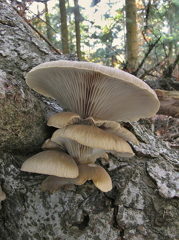 hliva ustricovitá Pleurotus ostreatus (Jacq.) P. Kumm.