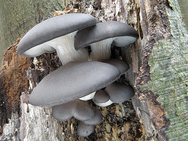 hliva ustricovitá Pleurotus ostreatus (Jacq.) P. Kumm.