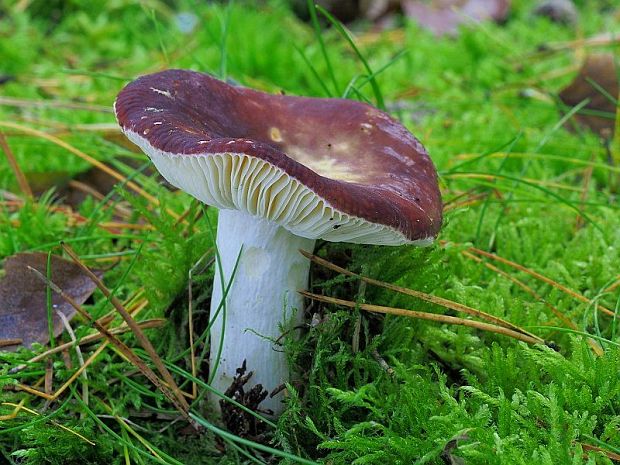 plávka štipľavá Russula badia Quél.