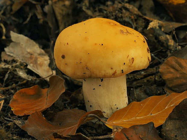 plávka žlčová Russula fellea (Fr.) Fr.