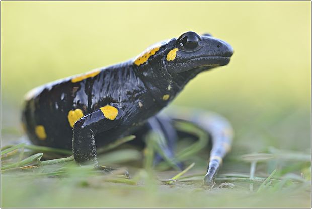 salamandra škvrnitá  Salamandra salamandra