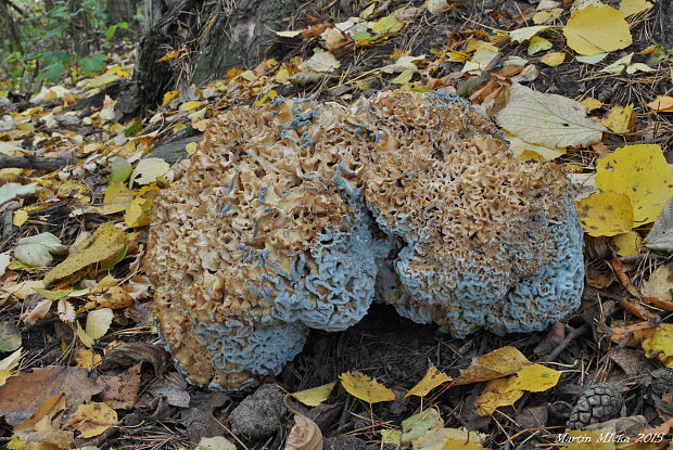 kučierka veľká Sparassis crispa (Wulfen) Fr.