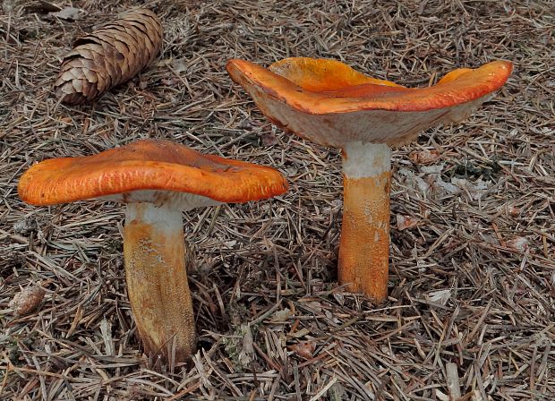 čírovka oranžová Tricholoma aurantium (Schaeff.) Ricken