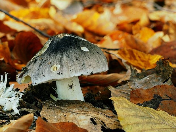 čírovka sivá Tricholoma portentosum (Fr.) Quél.