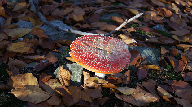 muchotrávka červená Amanita muscaria (L.) Lam.