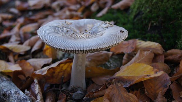 ??? Amanita pantherina (DC.) Krombh.