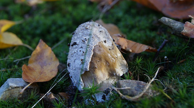 muchotrávka tigrovaná Amanita pantherina (DC.) Krombh.