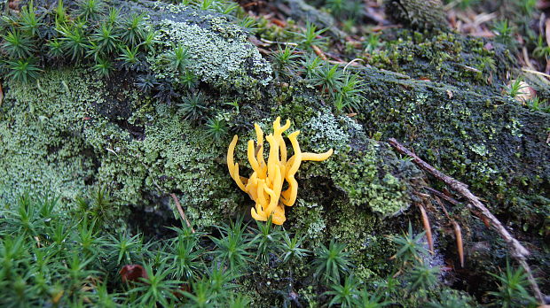 parôžkovec lepkavý Calocera viscosa (Pers.) Fr.