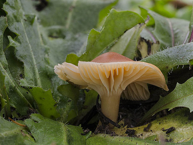 lúčnica statná Cuphophyllus pratensis (Fr.) Bon