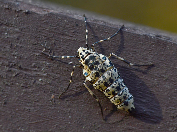 piadivka zimná Erannis defoliaria  (Clerck, 1759)