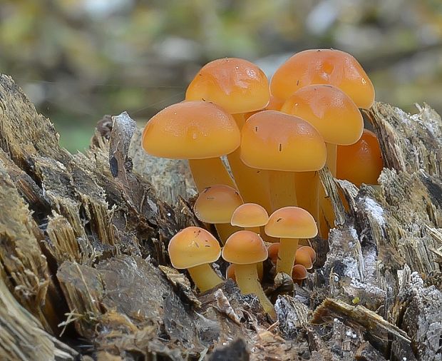 plamienka Flammulina sp.