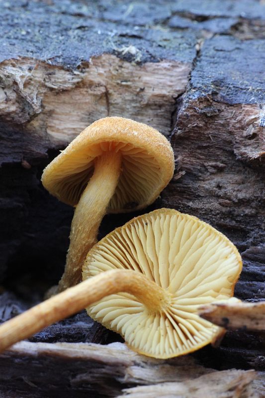 šupinovec Gymnopilus sp.