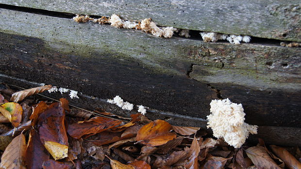 koralovec bukový Hericium coralloides (Scop.) Pers.