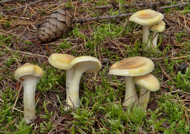 šťavnačka smrekovcová Hygrophorus lucorum Kalchbr.