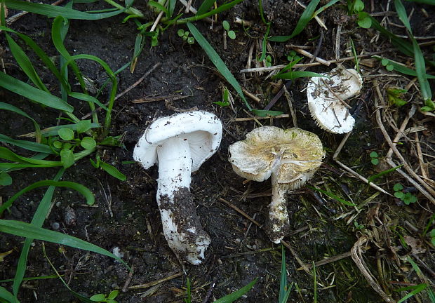 bedlička Lepiota sp.