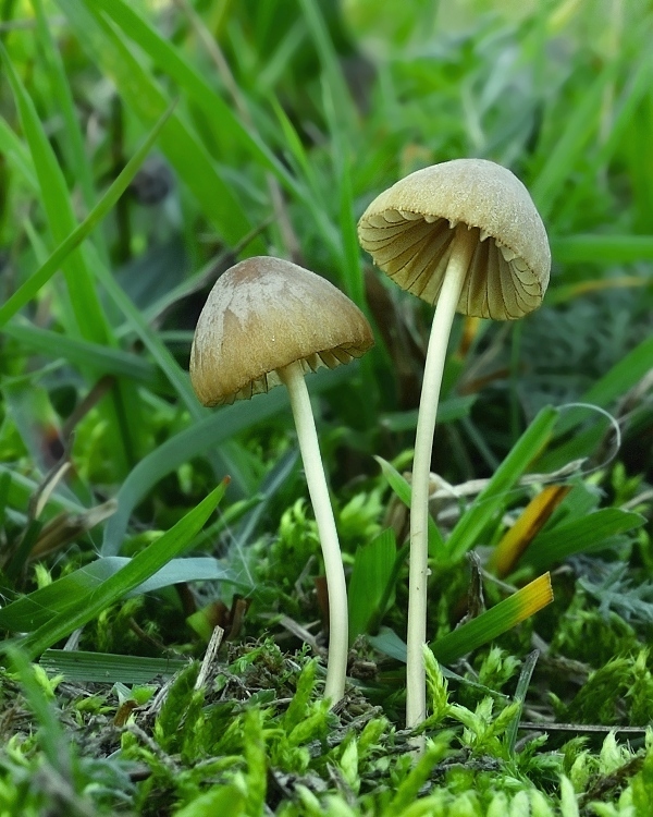 prilbička Mycena olivaceomarginata (Massee) Massee