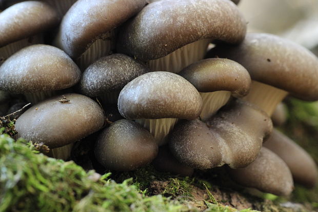 hliva ustricovitá Pleurotus columbinus Quél.