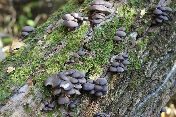 hliva ustricovitá Pleurotus columbinus Quél.