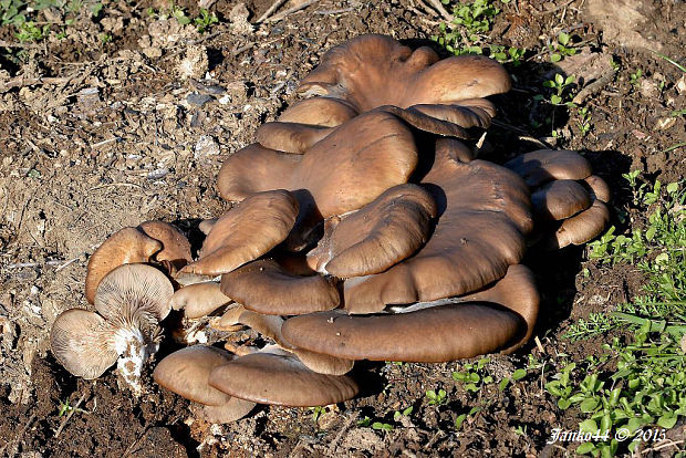 hliva ustricovitá Pleurotus ostreatus (Jacq.) P. Kumm.