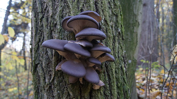 hliva ustricovitá Pleurotus ostreatus (Jacq.) P. Kumm.