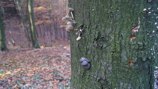 hliva ustricovitá Pleurotus ostreatus (Jacq.) P. Kumm.