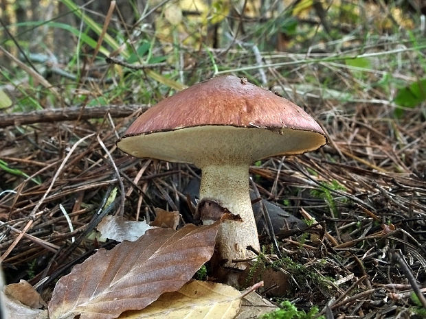 masliak obyčajný Suillus luteus (L.) Roussel