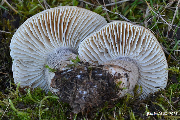 čírovka mydlová šupinkatá Tricholoma saponaceum var. squamosum (Fr.) P. Kumm.