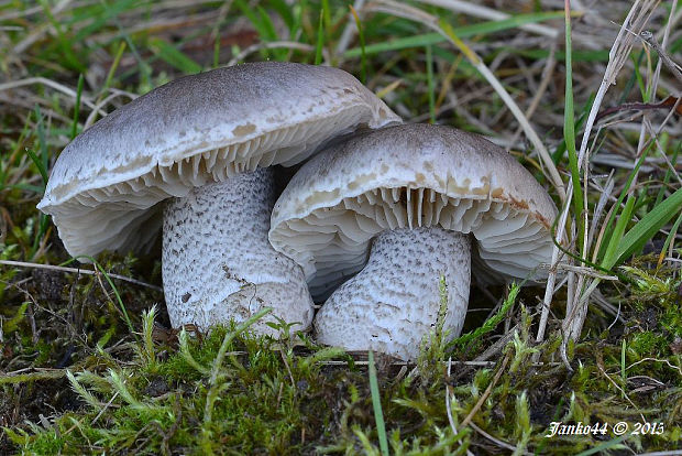 čírovka mydlová šupinkatá Tricholoma saponaceum var. squamosum (Fr.) P. Kumm.