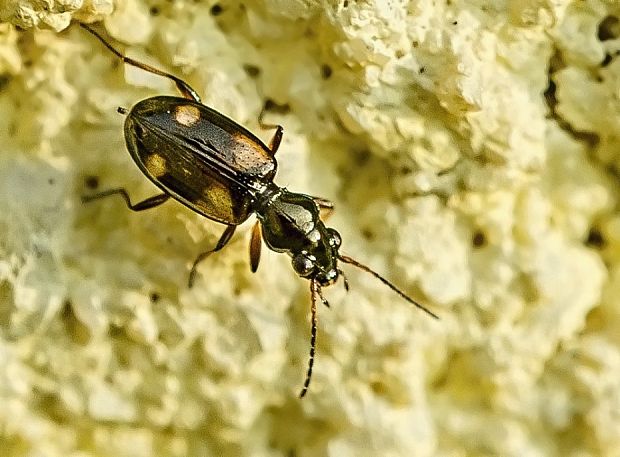 utekáčik Bembidion quadrimaculatum