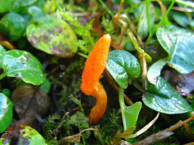 žezlovka hmyzová Cordyceps militaris (Fr.) Link