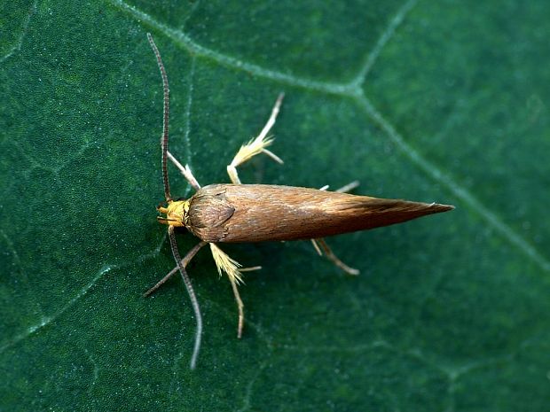 zdobka záhradná (sk) / krásněnka (cz) Crassa unitella Hübner, 1796