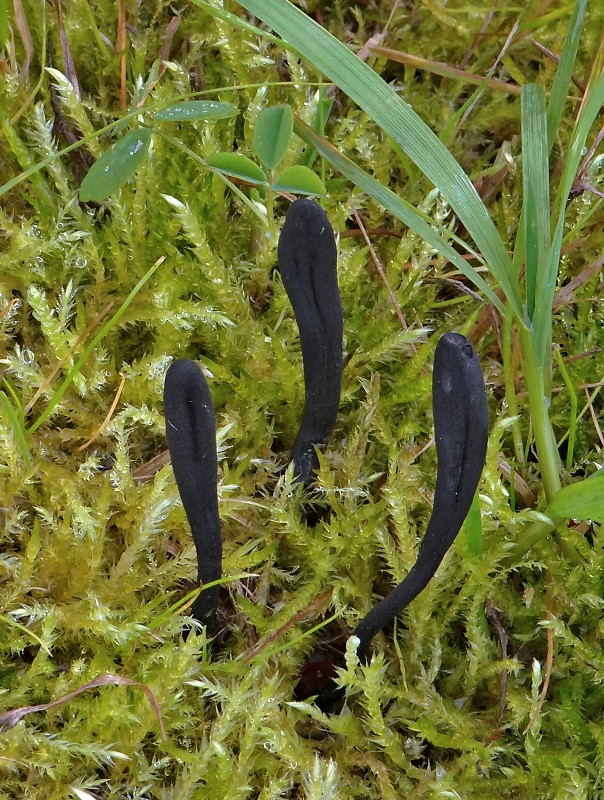 jazýček Geoglossum cookeanum Nannf.